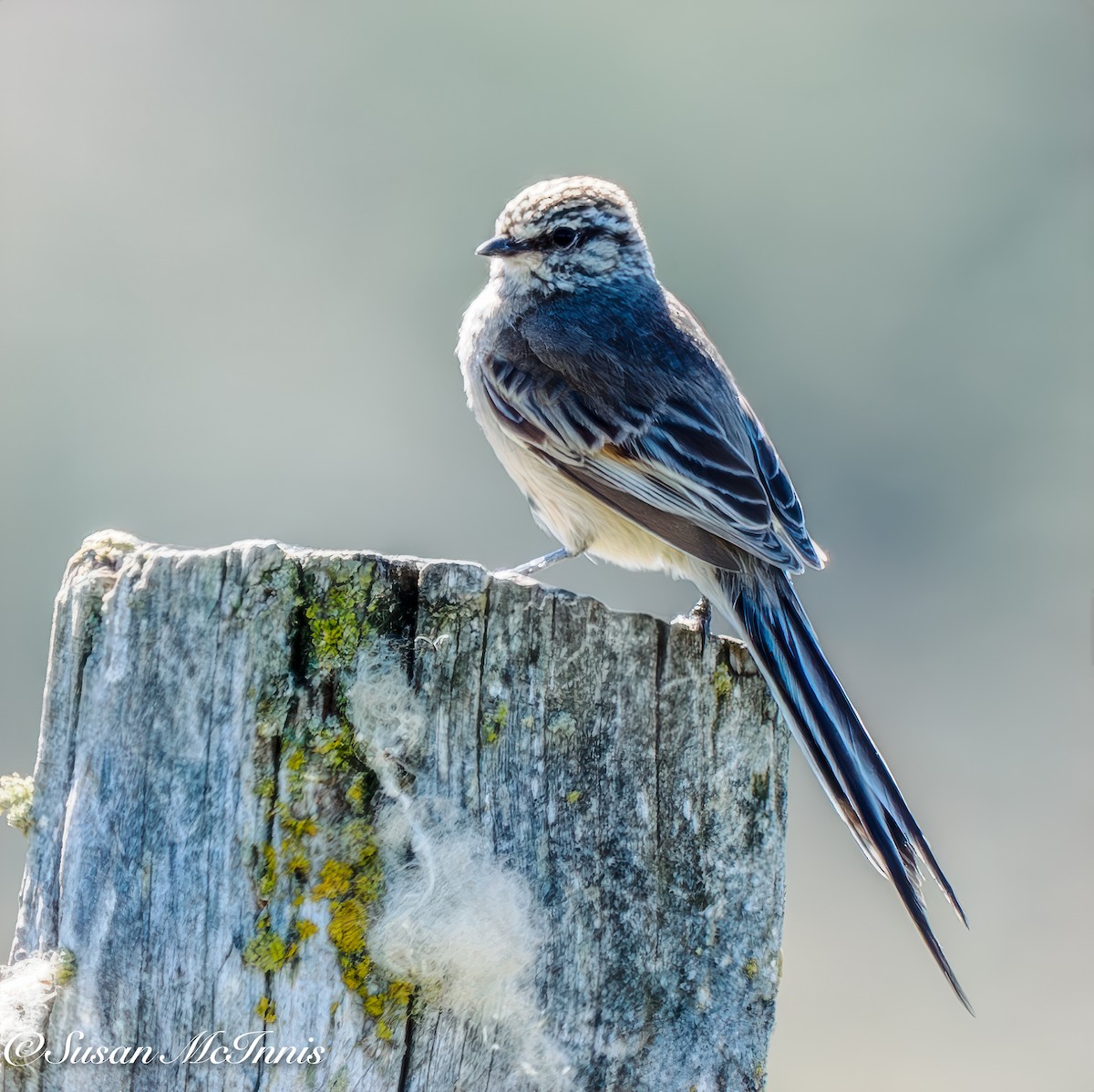 Plain-mantled Tit-Spinetail - ML612703252