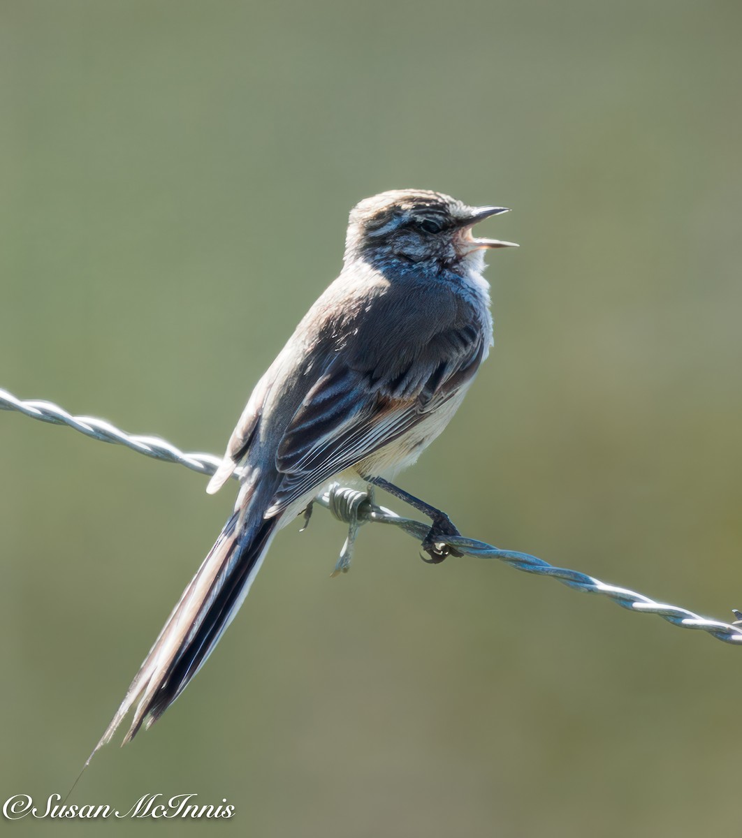 Plain-mantled Tit-Spinetail - Susan Mac