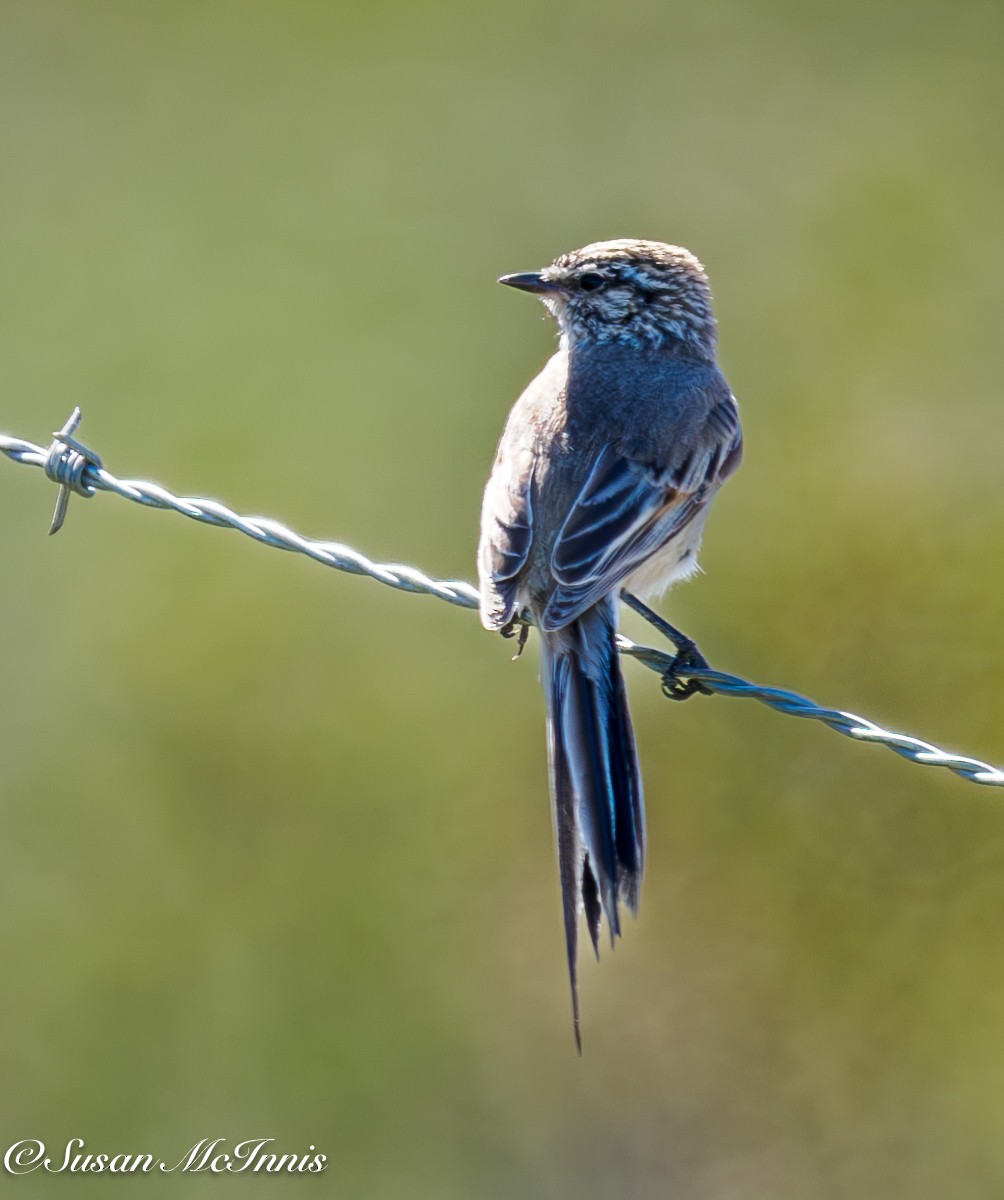 Plain-mantled Tit-Spinetail - ML612703292