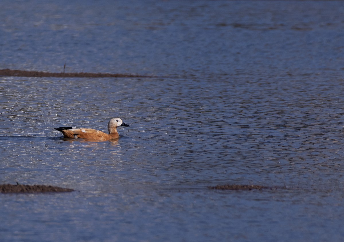 Ruddy Shelduck - ML612703340