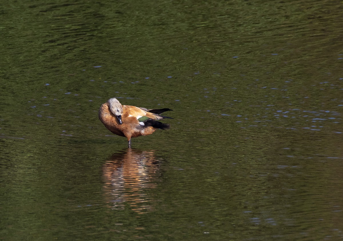 Ruddy Shelduck - ML612703341