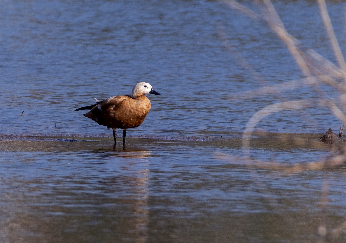 Ruddy Shelduck - ML612703343