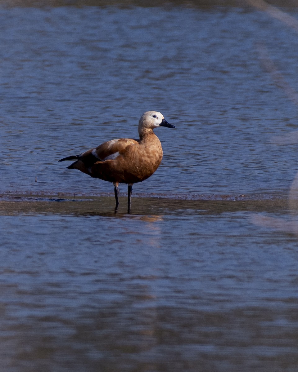 Ruddy Shelduck - ML612703344