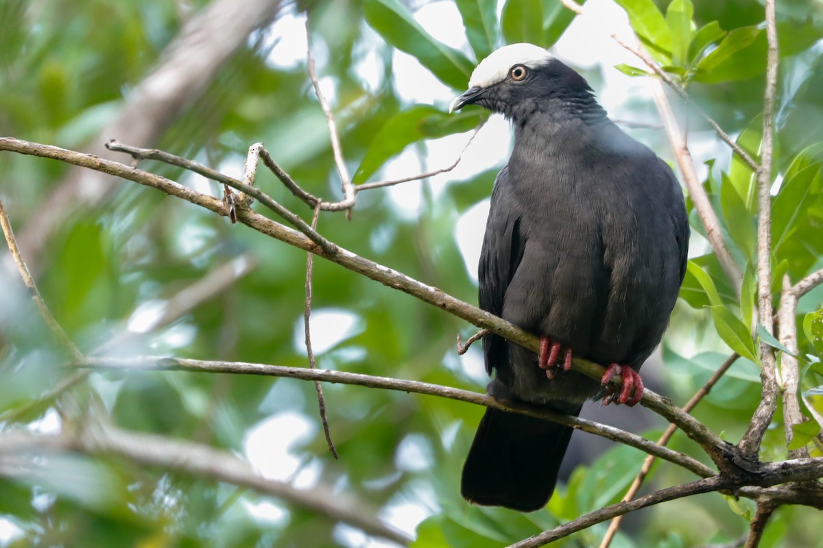 White-crowned Pigeon - ML612703349