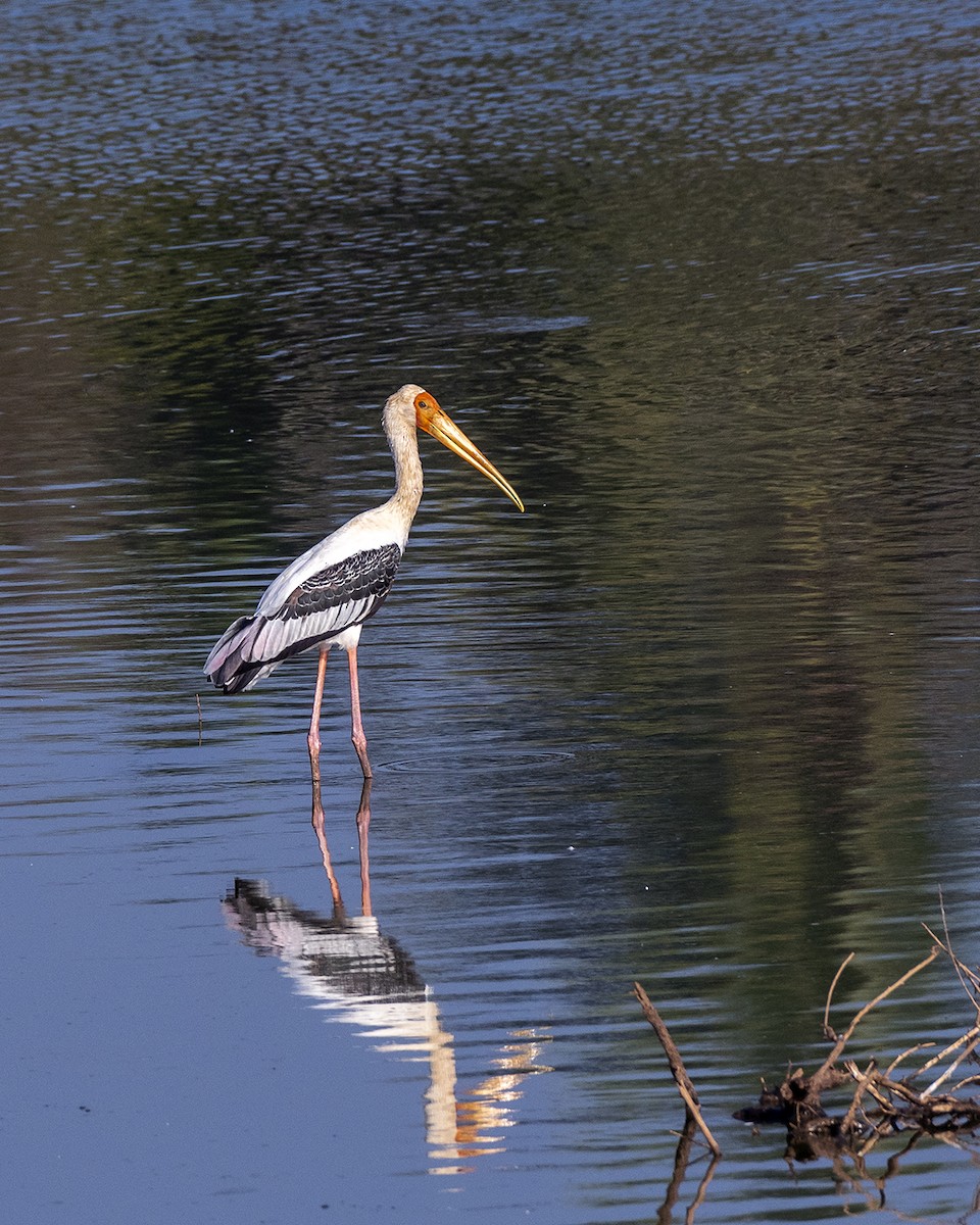 Painted Stork - ML612703364