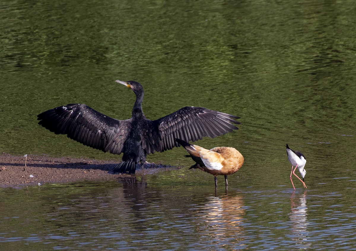 Cormorán Grande - ML612703375