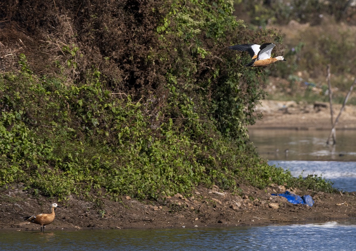 Ruddy Shelduck - ML612703378