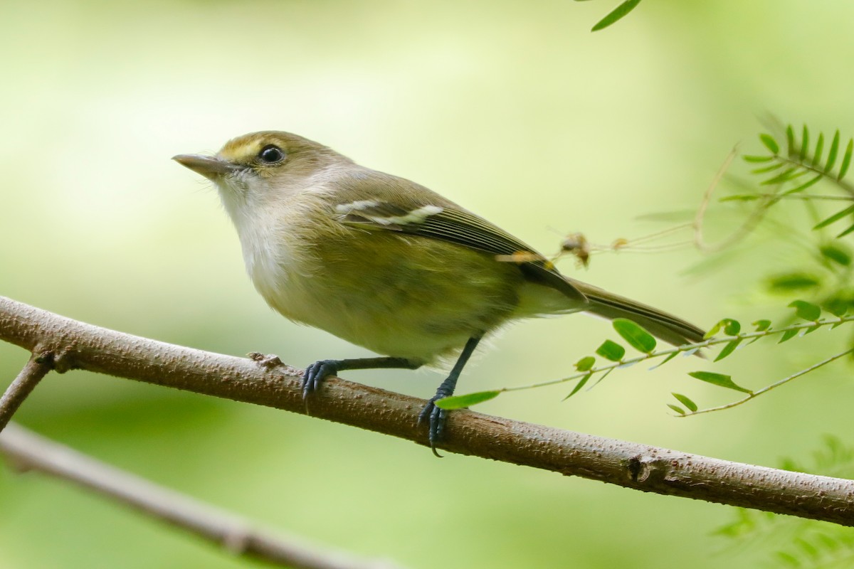 San Andres Vireo - ML612703381