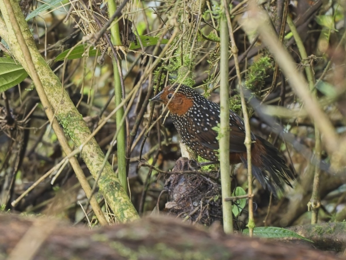 Ocellated Tapaculo - ML612703384