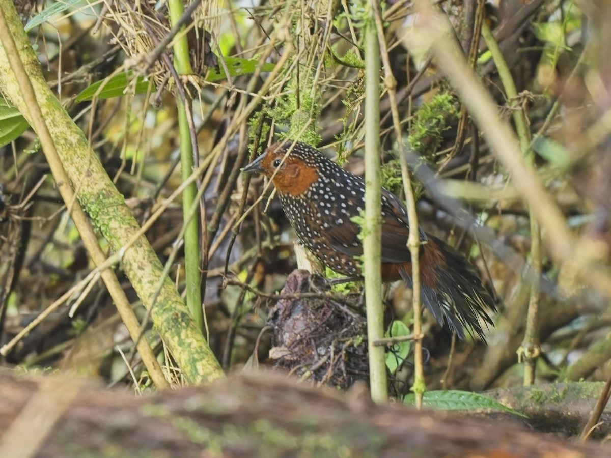 Ocellated Tapaculo - ML612703385