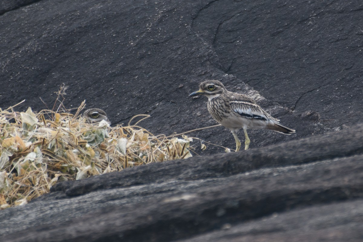 Indian Thick-knee - ML612703397