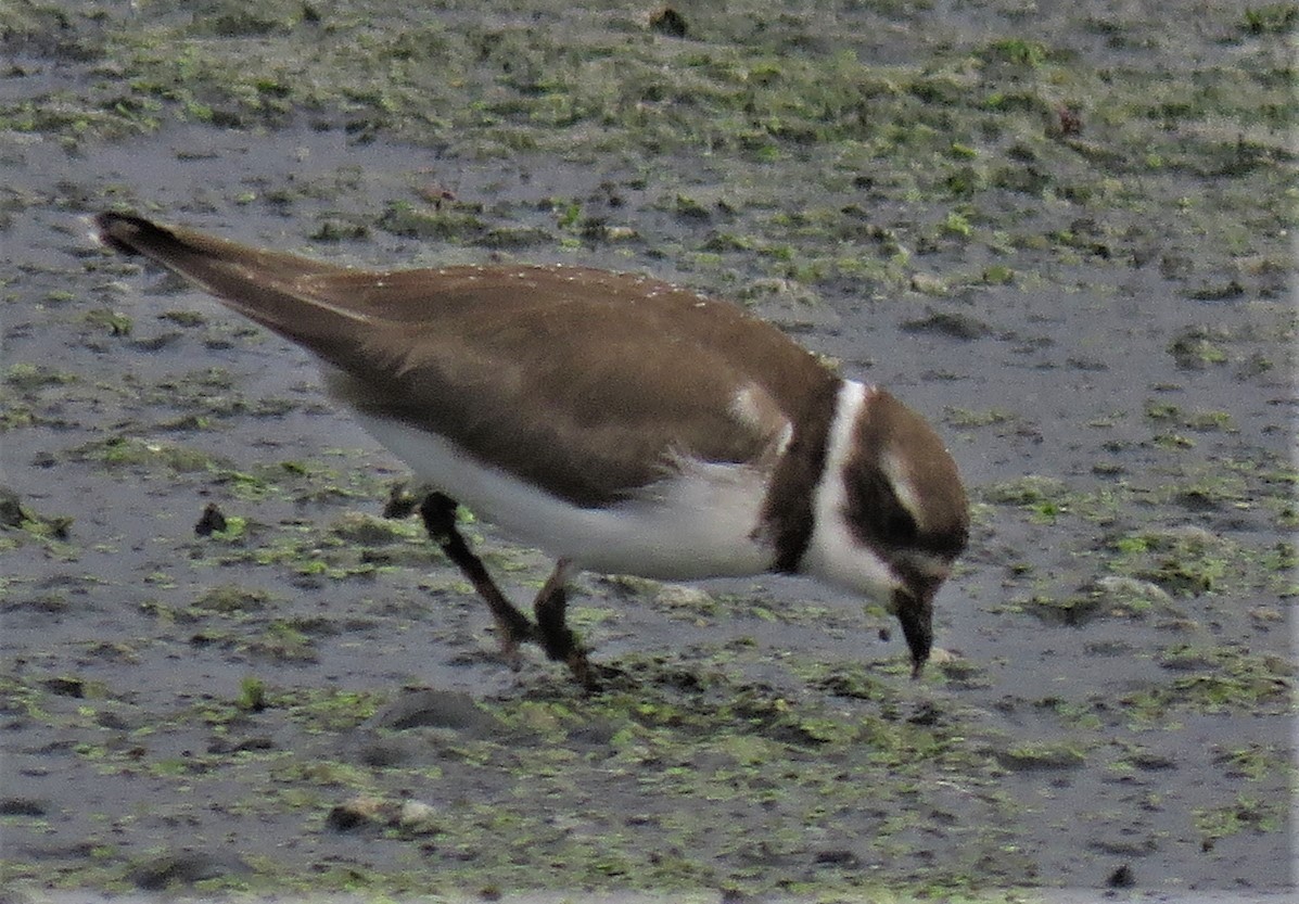 Semipalmated Plover - Chris Conard