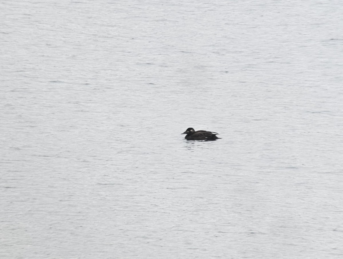 White-winged Scoter - ML612703416