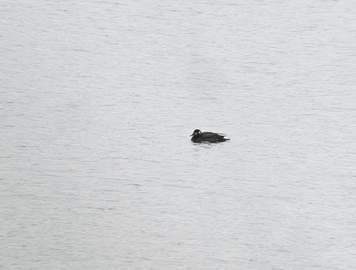 White-winged Scoter - ML612703417