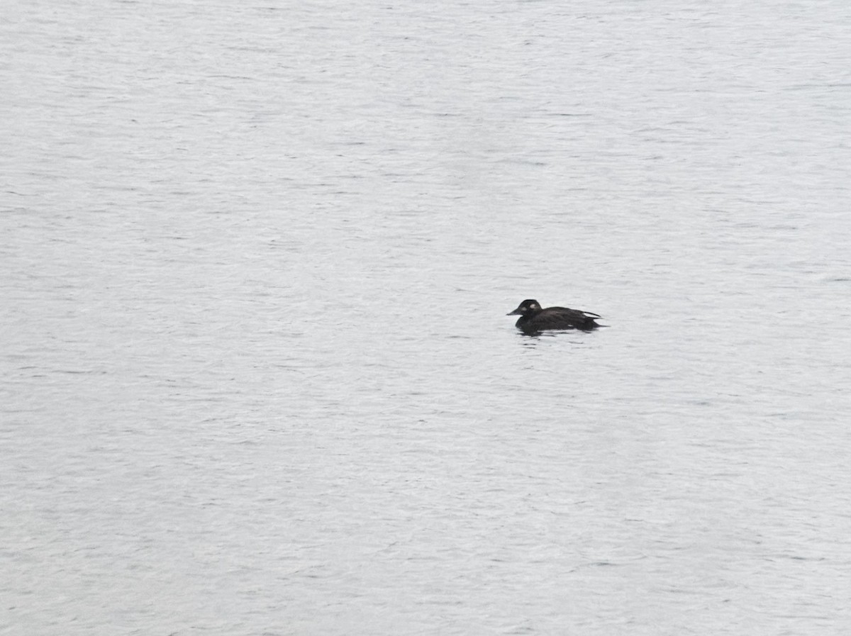 White-winged Scoter - ML612703418