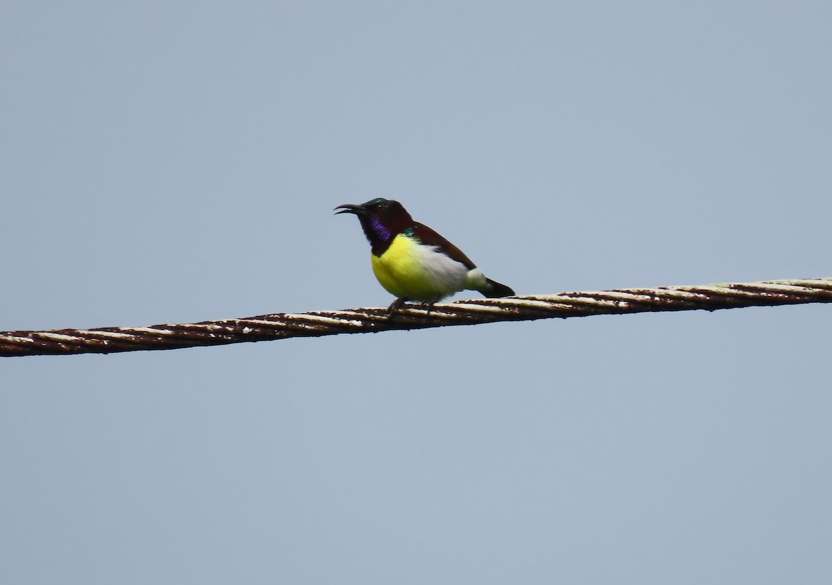 Purple-rumped Sunbird - Peter Osenton