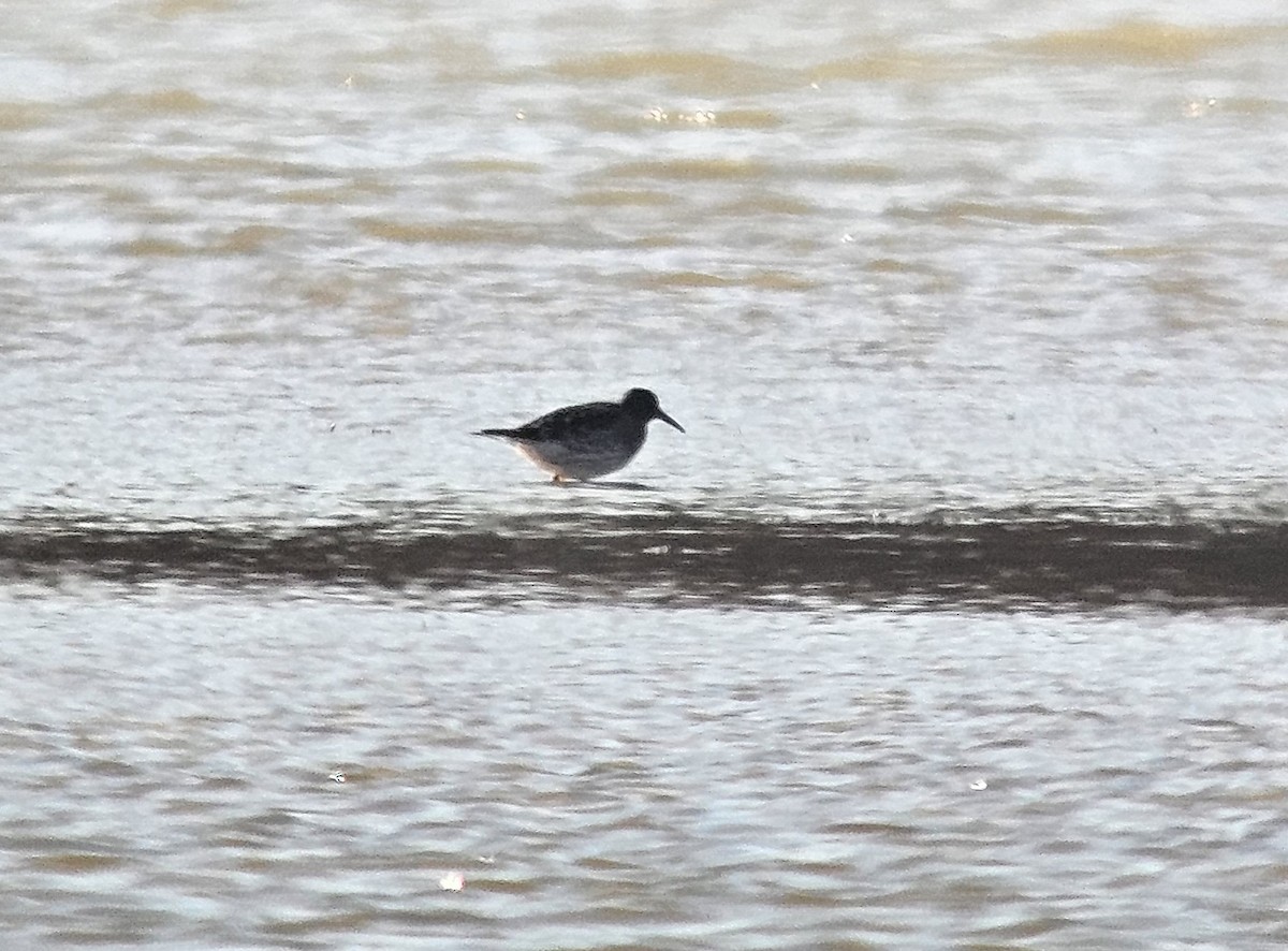 Purple Sandpiper - ML612703450