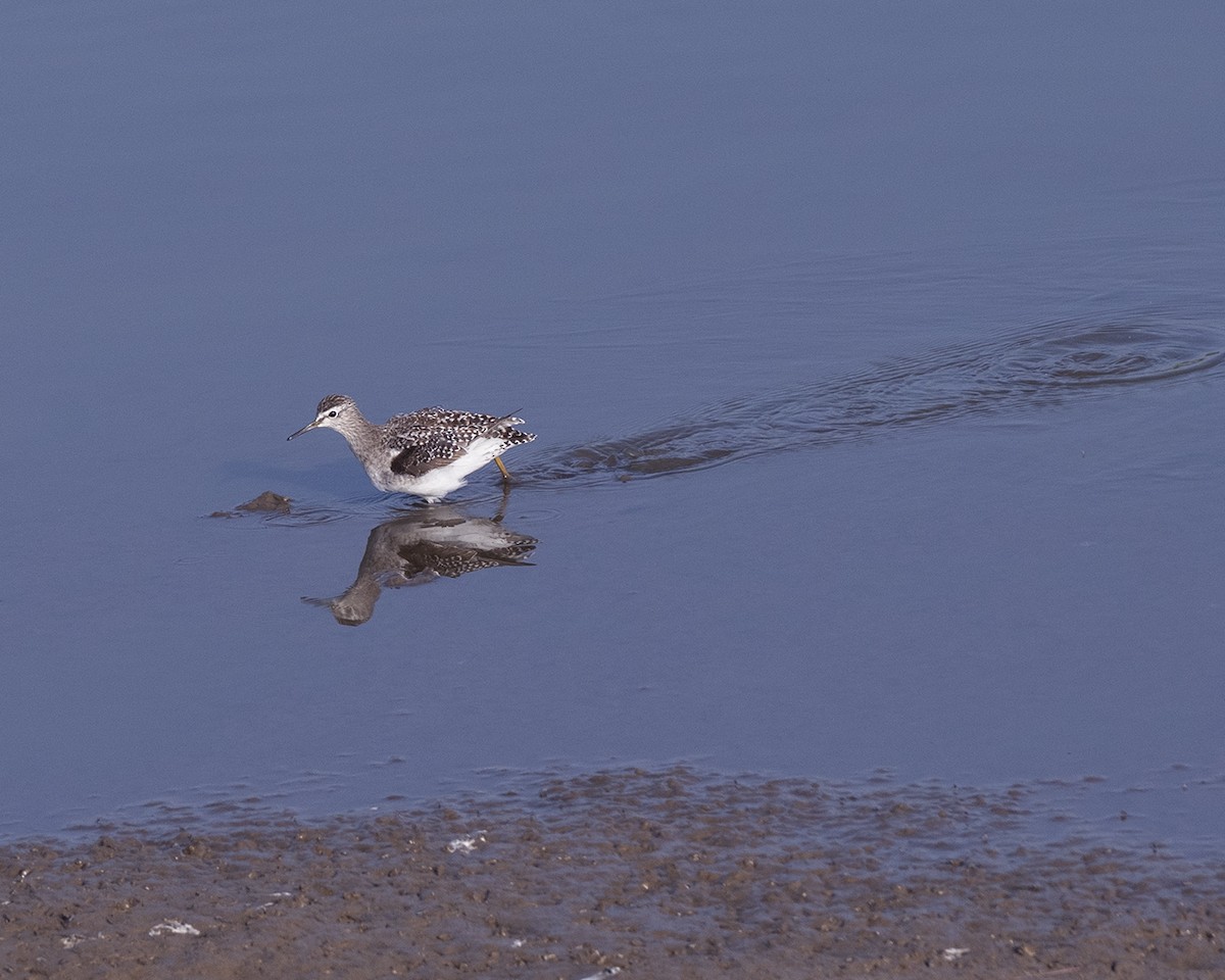 Wood Sandpiper - ML612703457