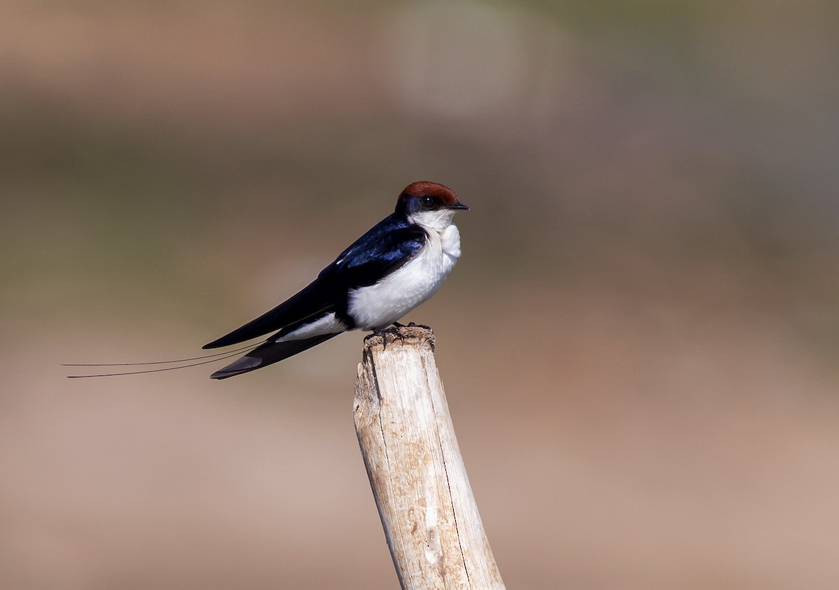 Wire-tailed Swallow - ML612703479