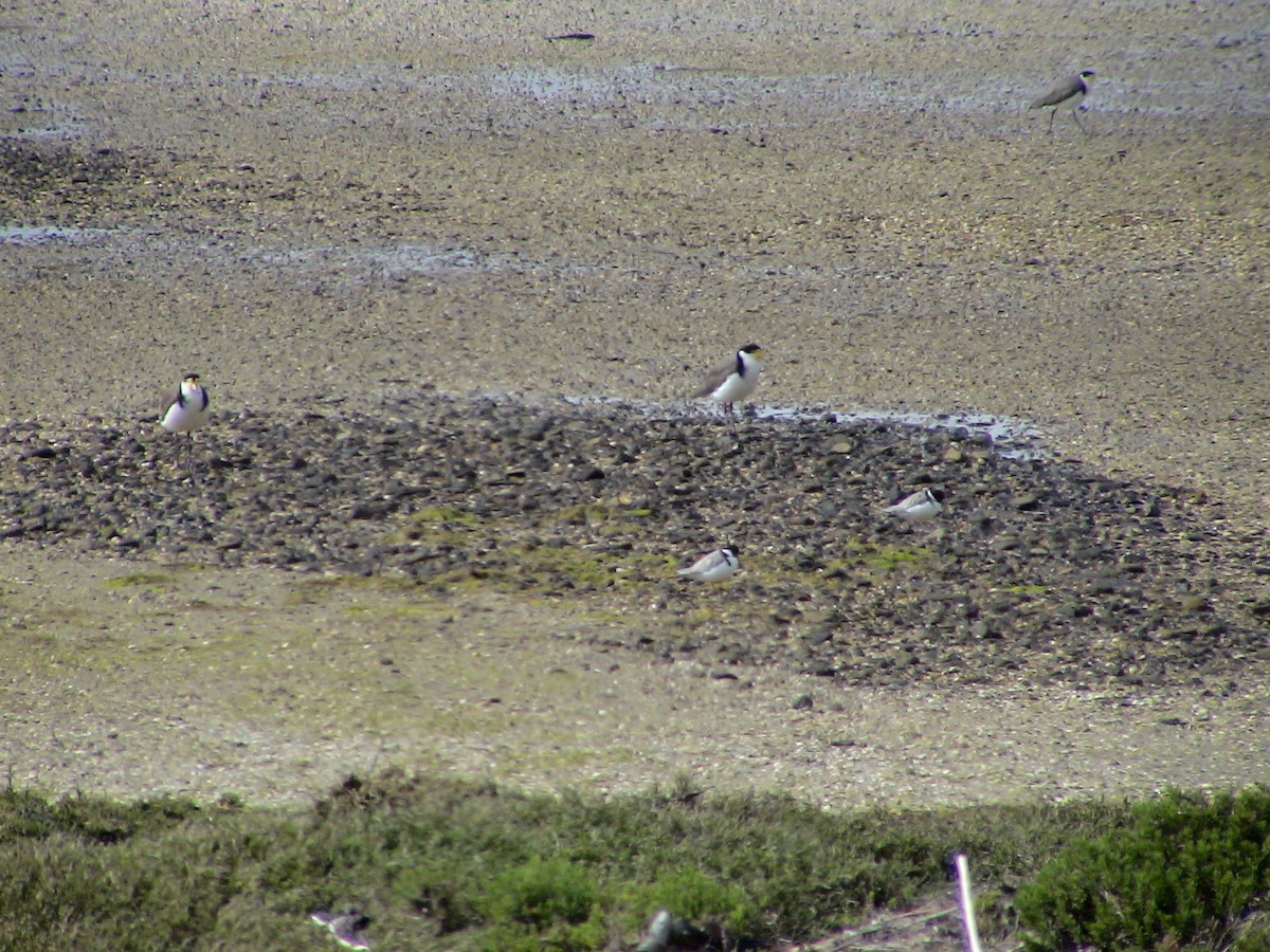 Masked Lapwing - Alan Van Norman