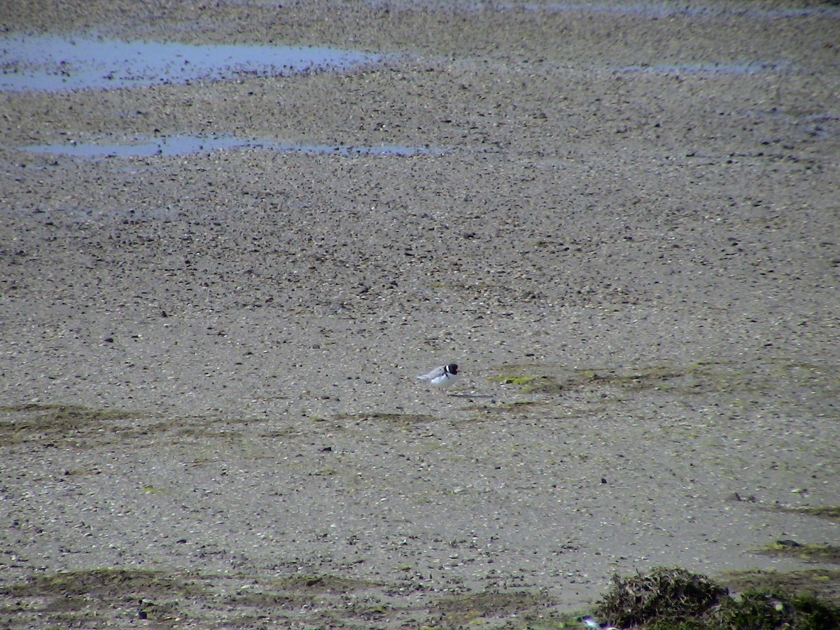 Hooded Plover - ML612703503