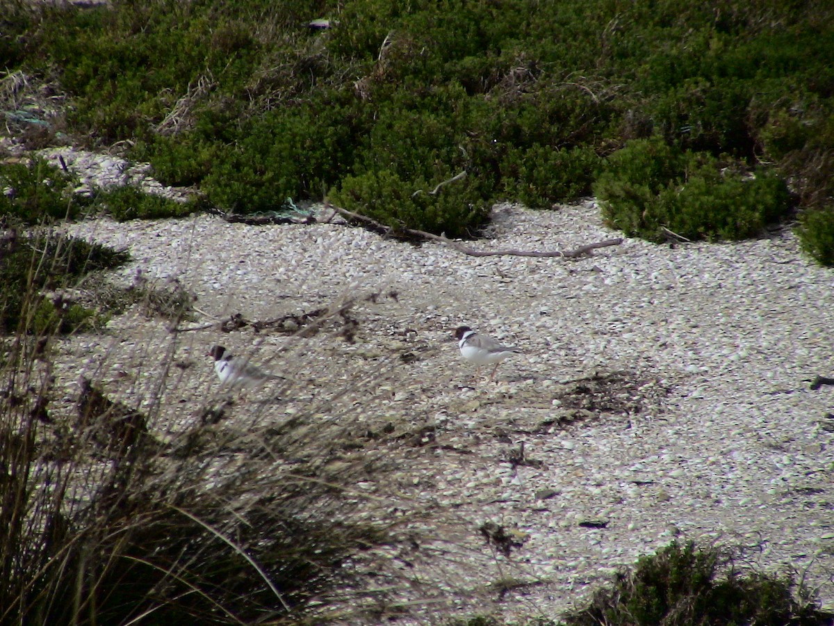 Hooded Plover - ML612703515