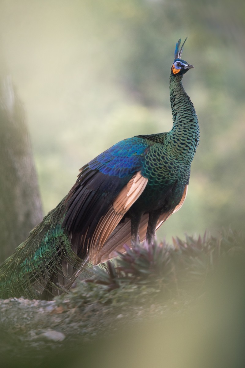 páv zelený - ML612703535