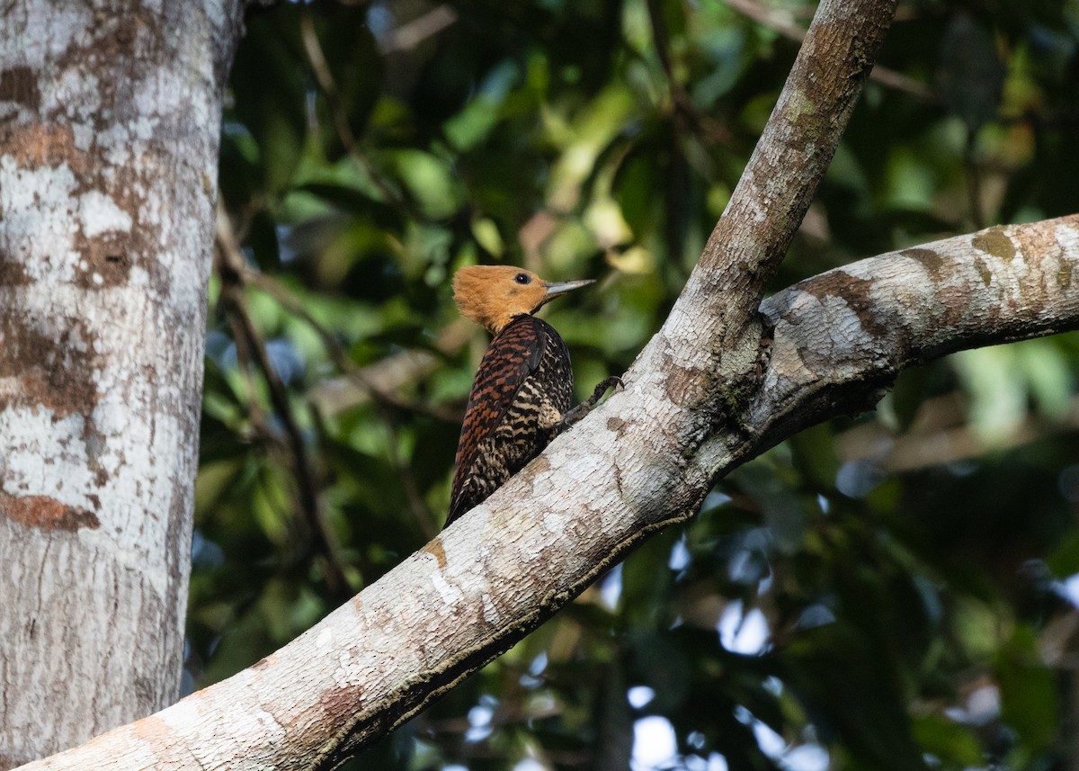 Ringed Woodpecker (Atlantic Black-breasted) - ML612703546