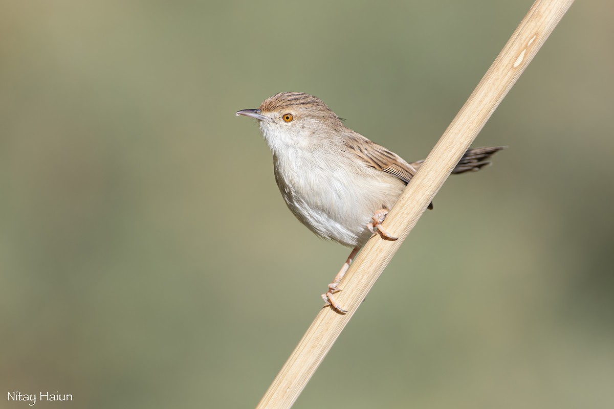 Graceful Prinia - ML612703622