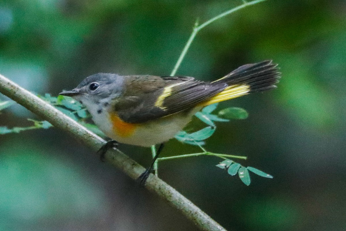 American Redstart - ML612703634