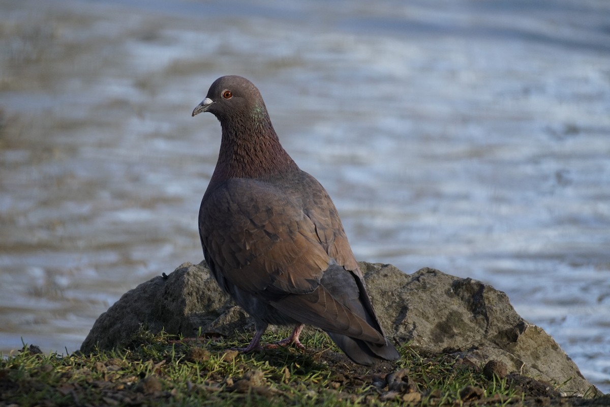 Rock Pigeon (Feral Pigeon) - Wibke Friedrich