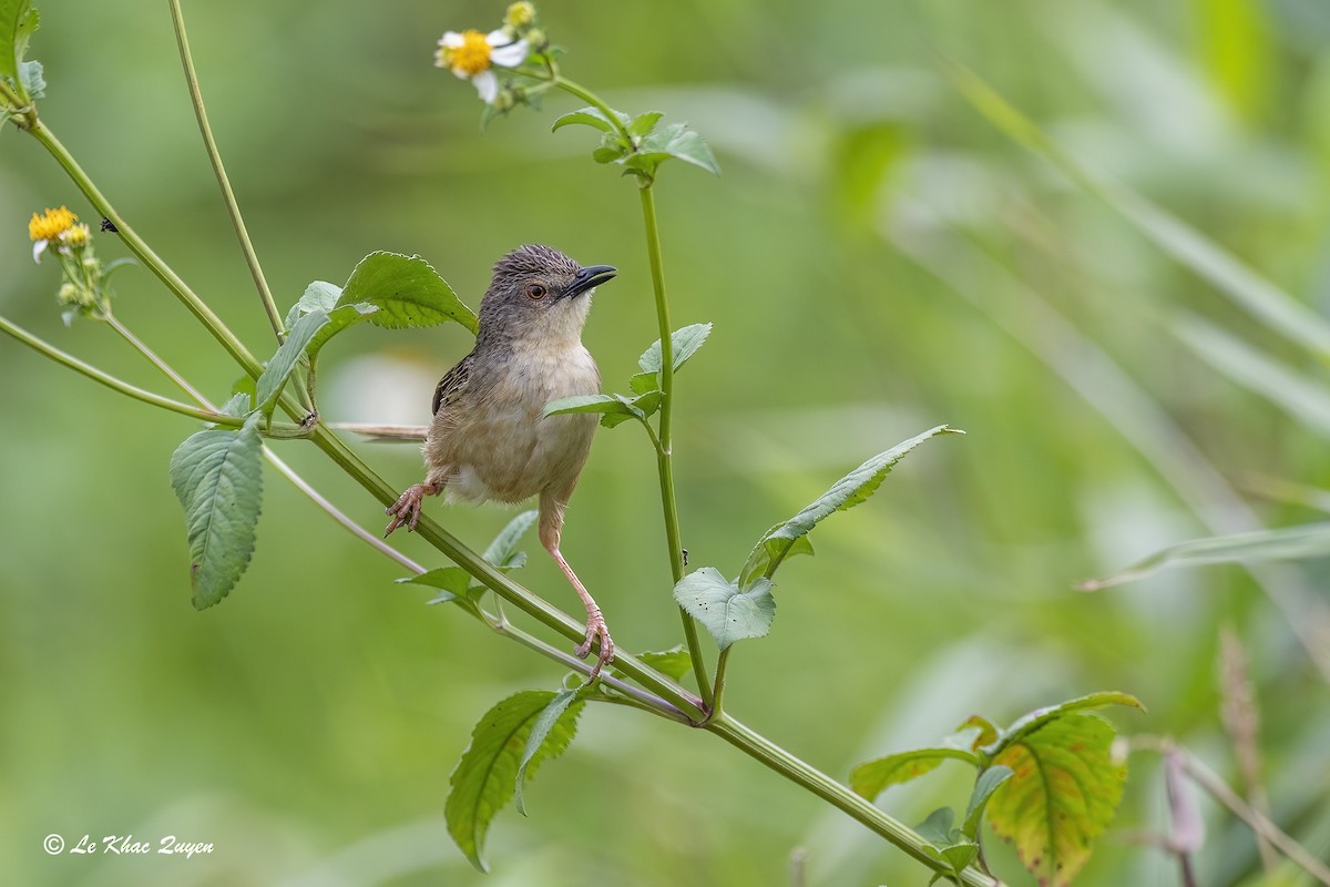 Prinia de Rock - ML612703676