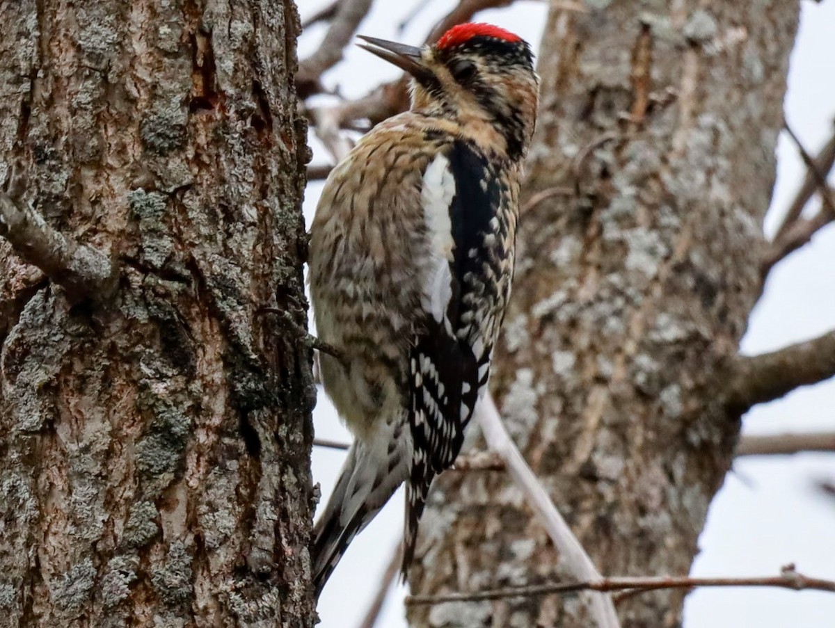 Yellow-bellied Sapsucker - ML612703791