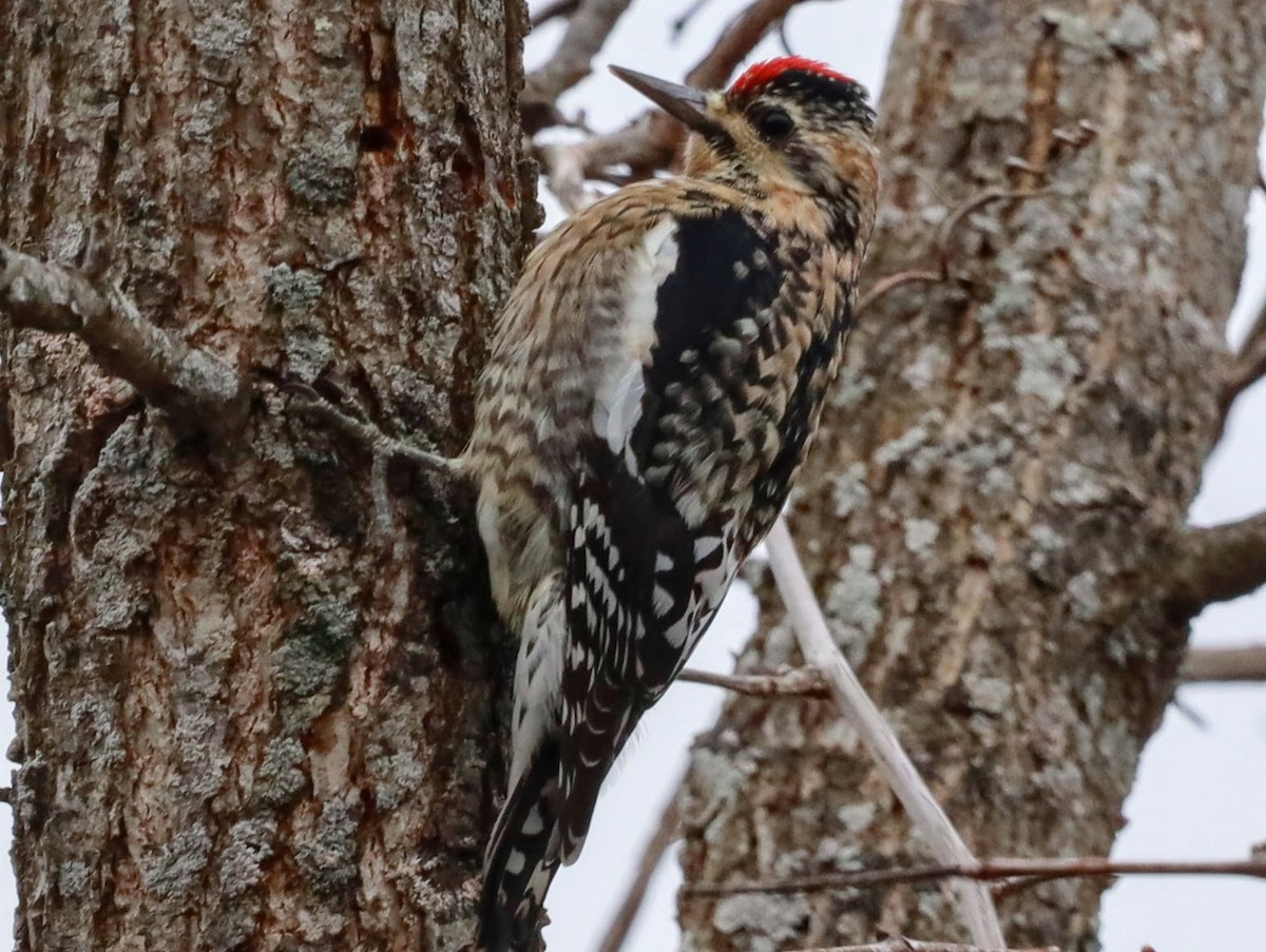 Yellow-bellied Sapsucker - ML612703792