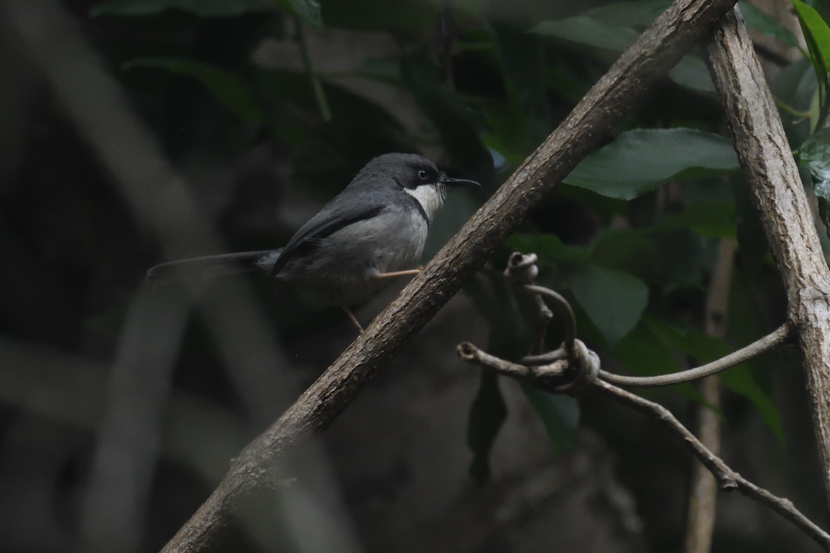 Bar-throated Apalis - ML612703852