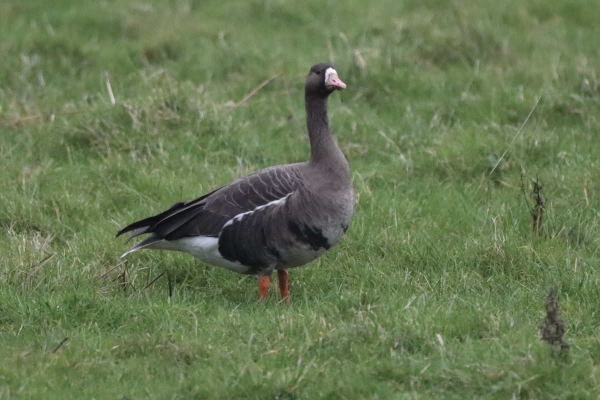 Greater White-fronted Goose - ML612703885
