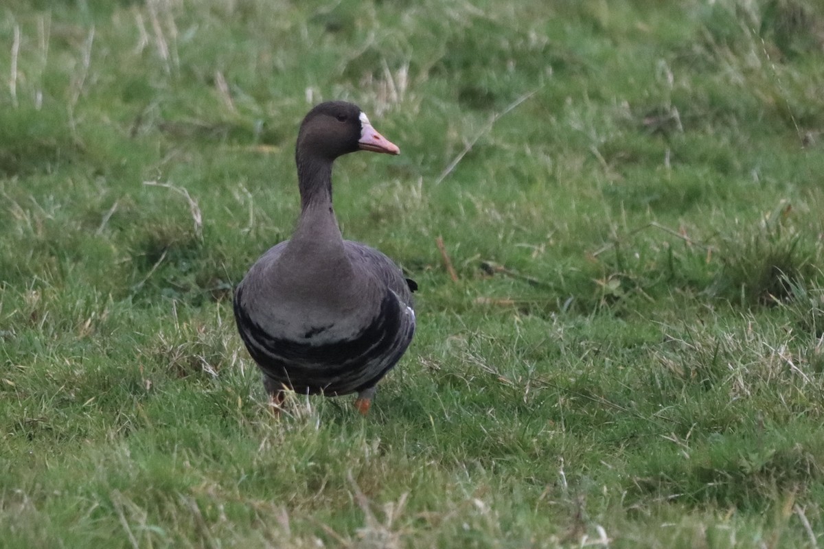 Greater White-fronted Goose - ML612703886