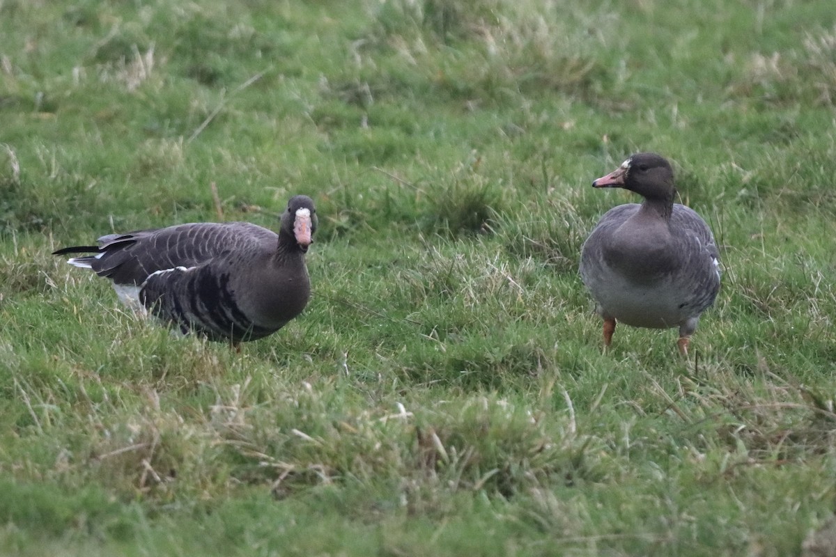 Greater White-fronted Goose - ML612703887