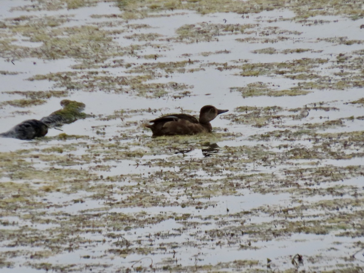 Ring-necked Duck - Maren Smith