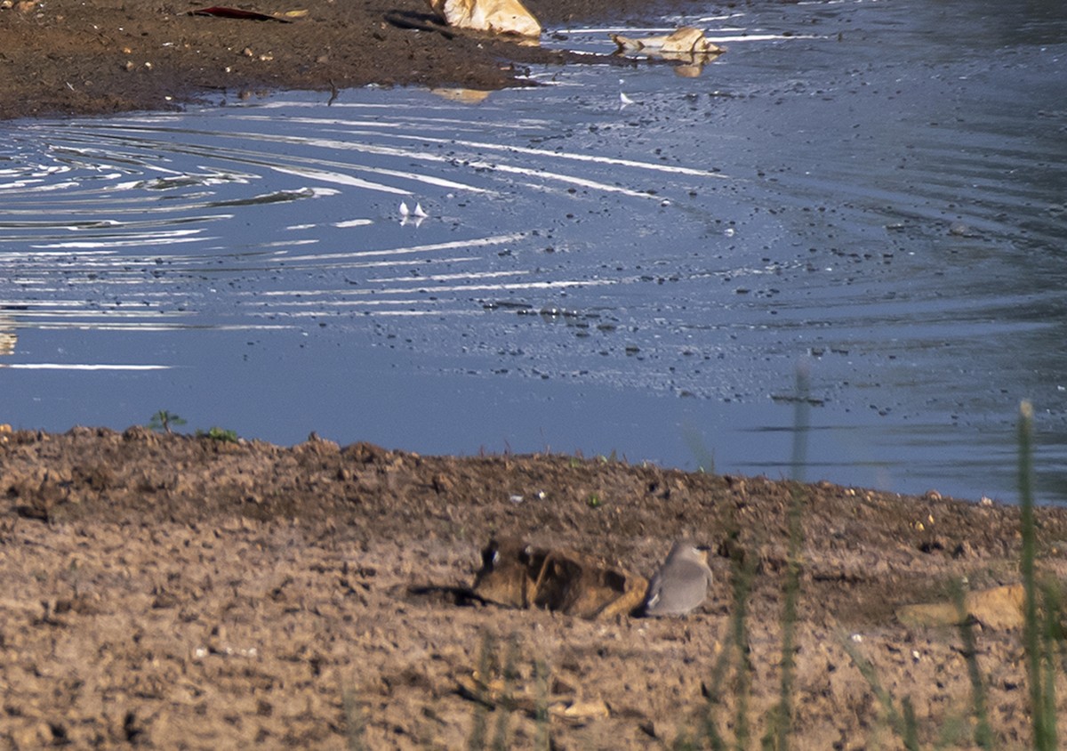 Small Pratincole - ML612703937