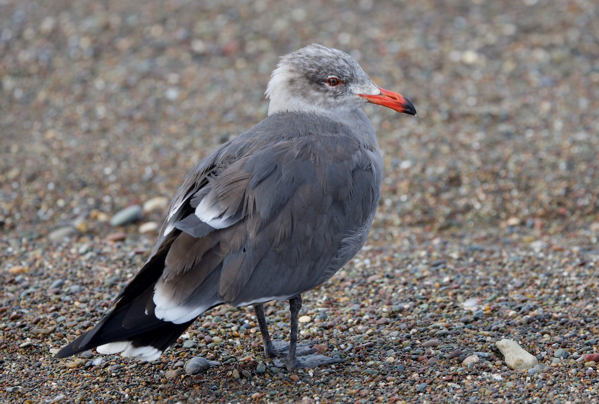 Heermann's Gull - ML612703949