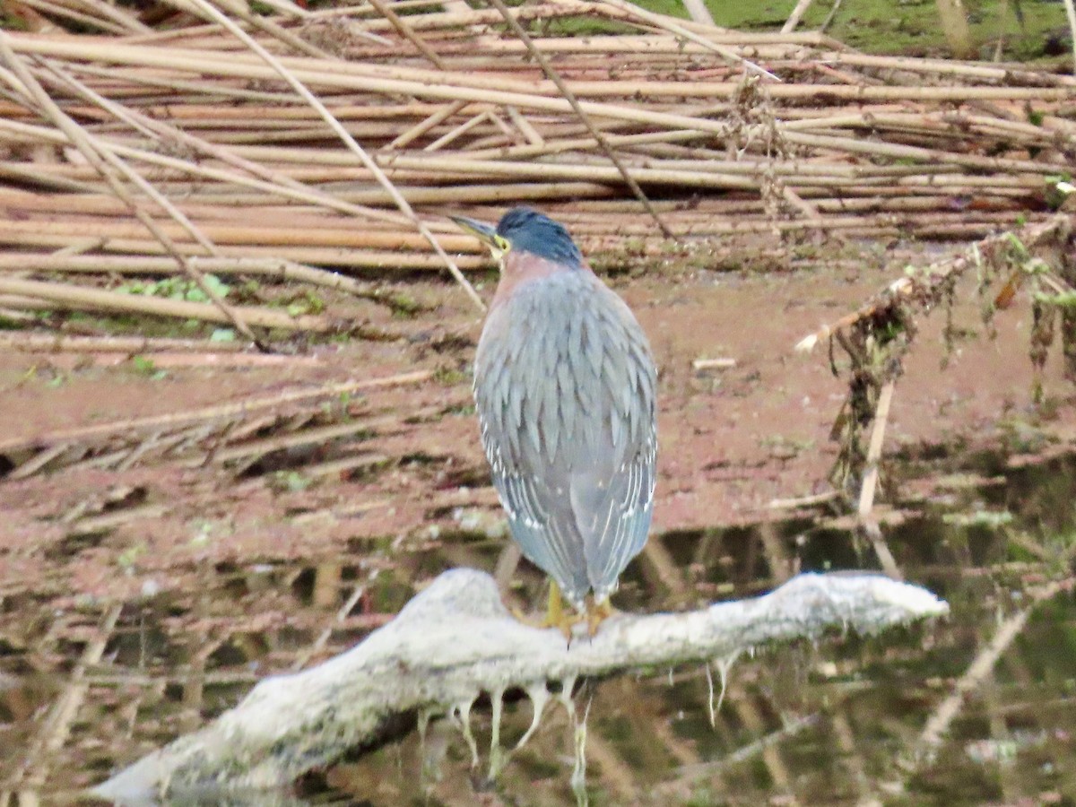 Green Heron - ML612703994