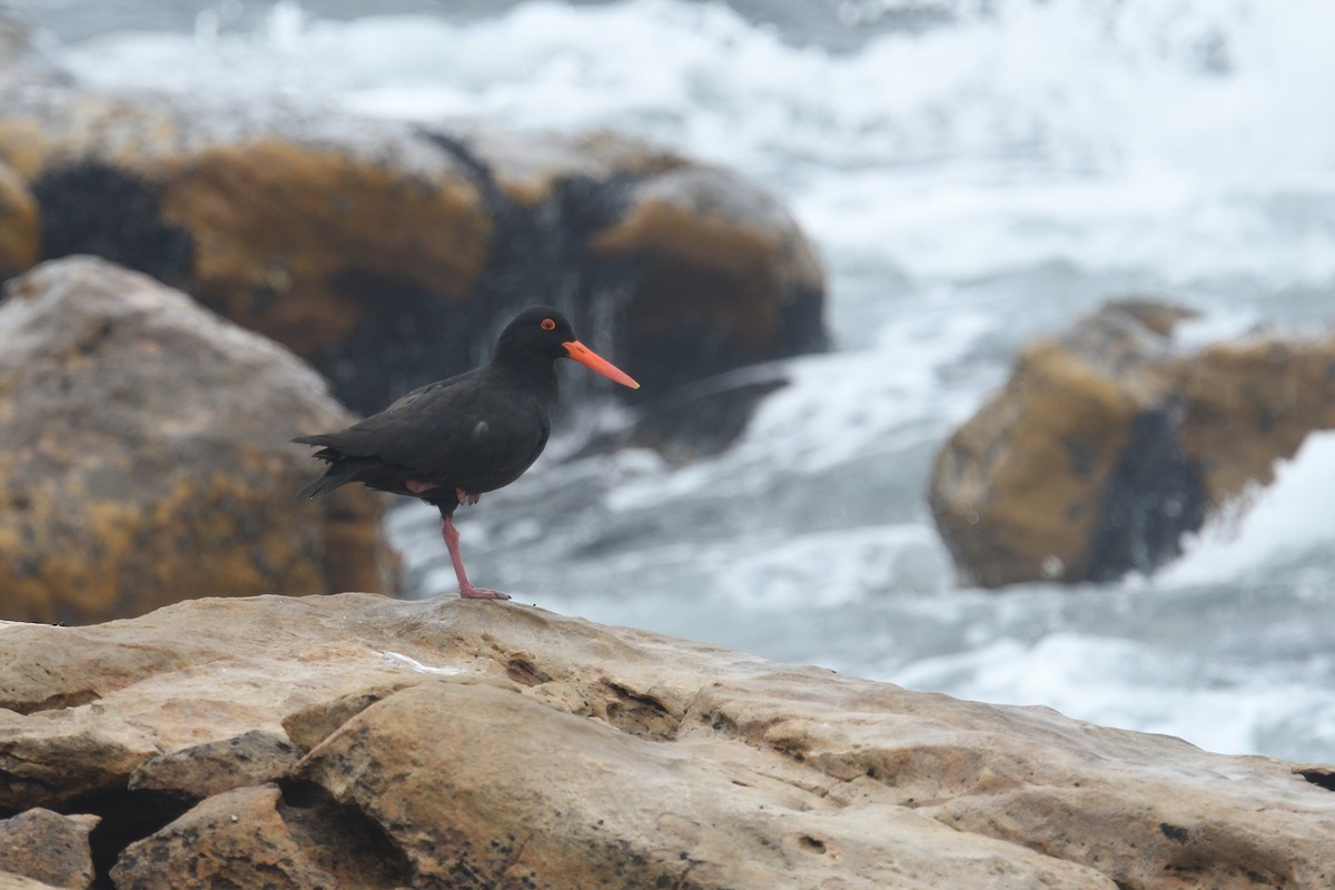 African Oystercatcher - ML612704117