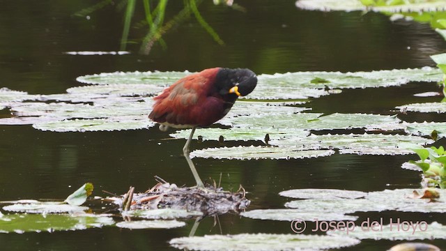 Jacana du Mexique - ML612704135