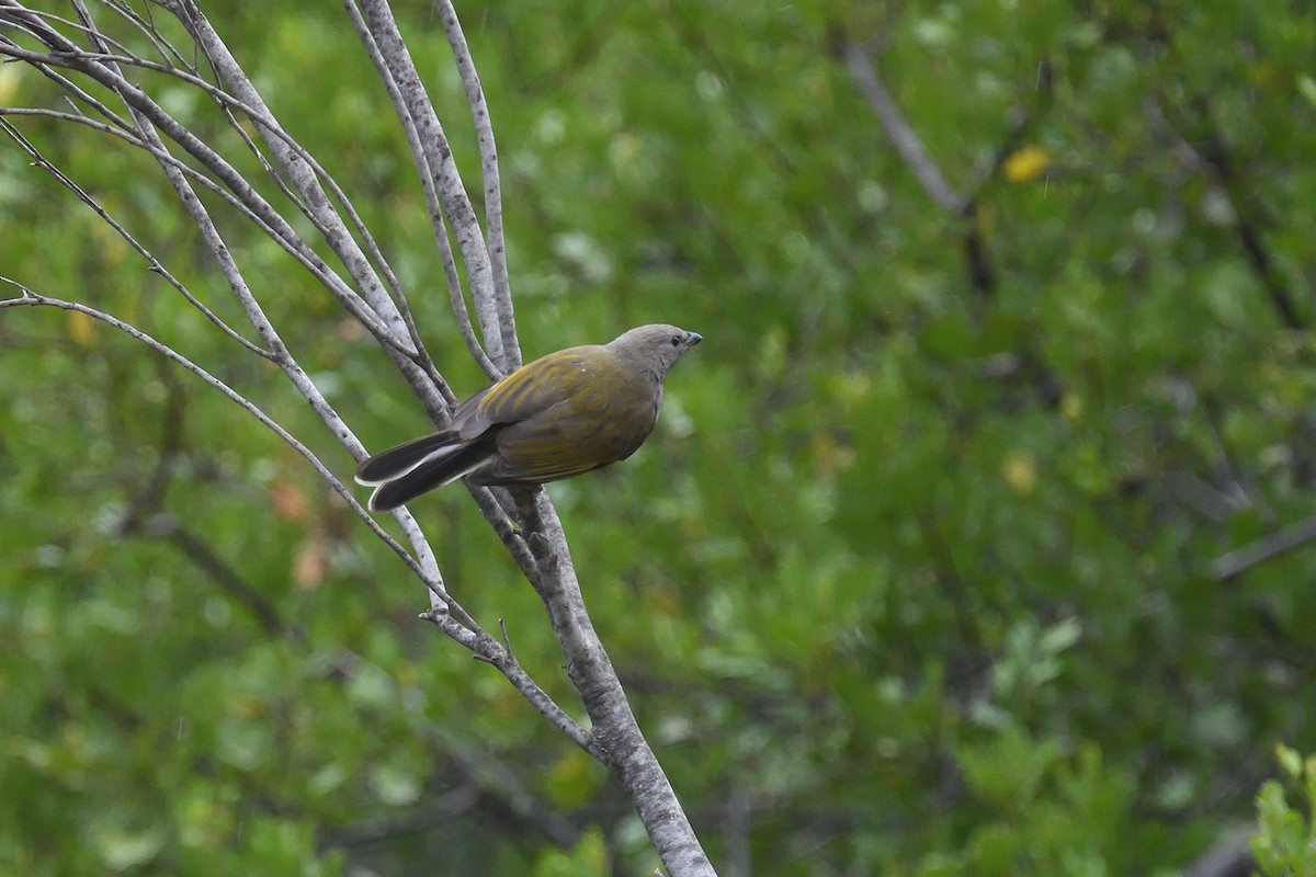 Lesser Honeyguide (Lesser) - ML612704136