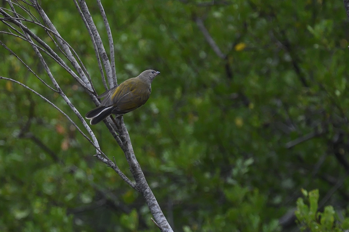 Lesser Honeyguide (Lesser) - Chiusi Alessio Pietro