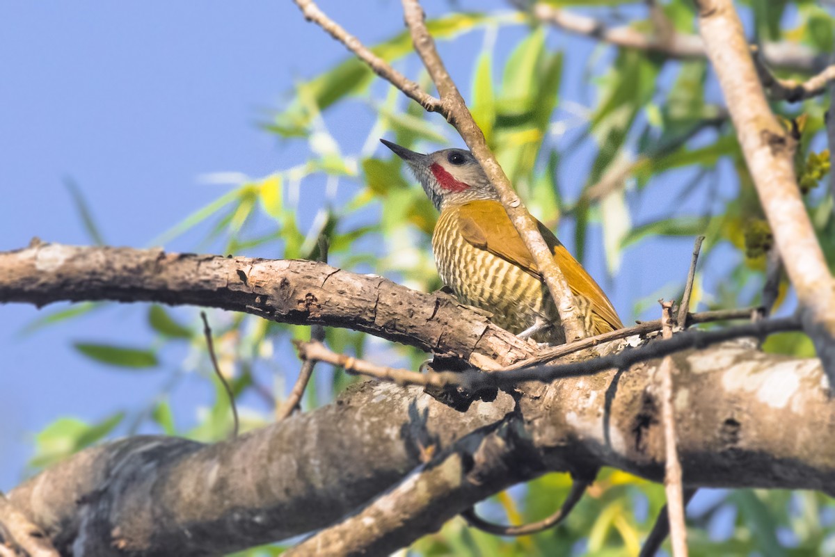 Gray-crowned Woodpecker - ML612704203