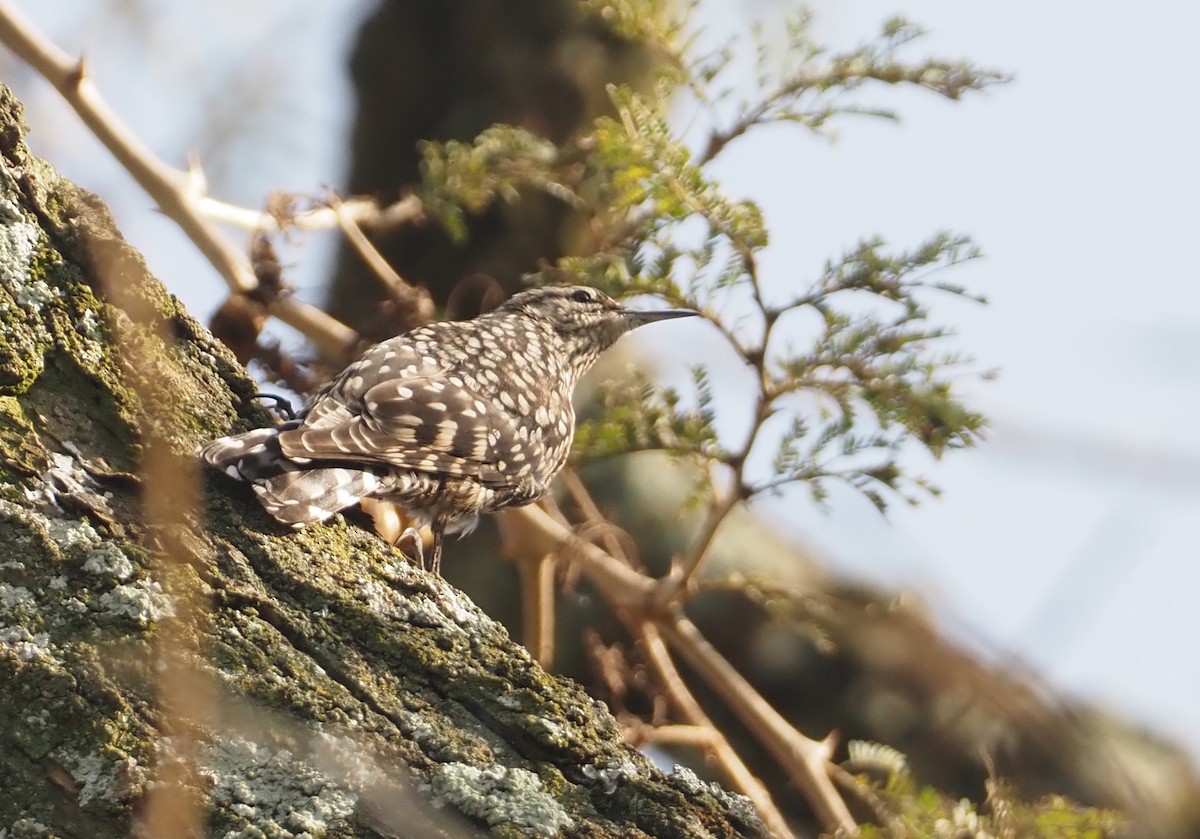 African Spotted Creeper - ML612704217