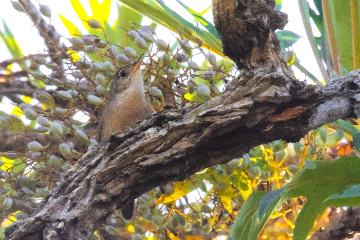 House Wren - ML612704221