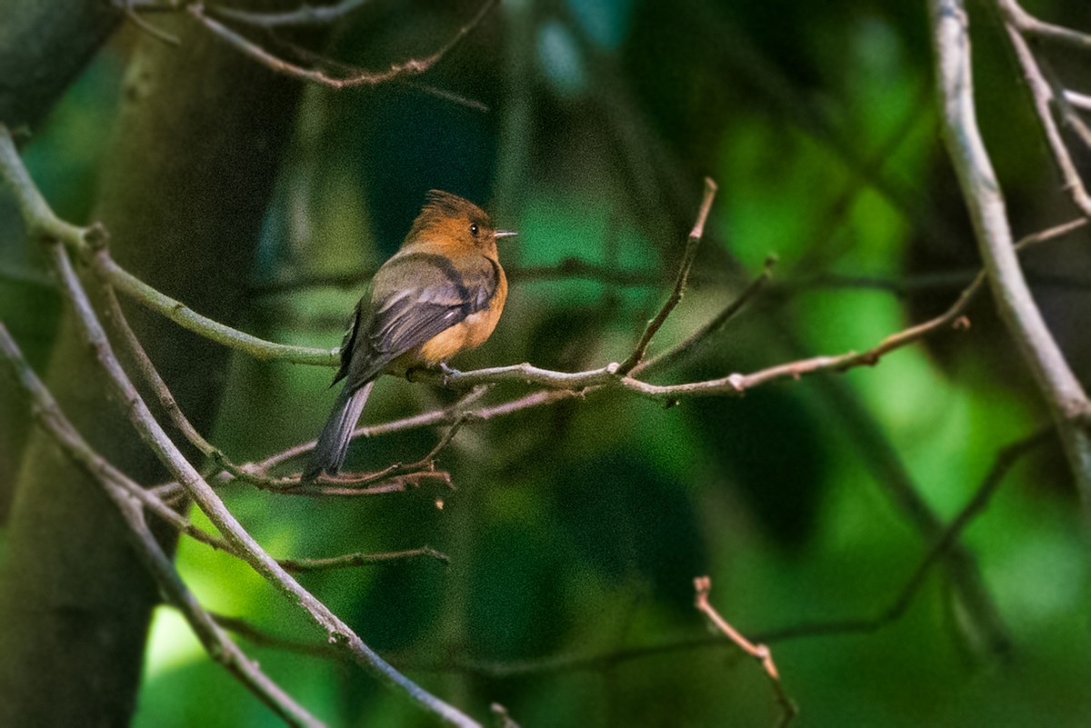 Tufted Flycatcher - ML612704228